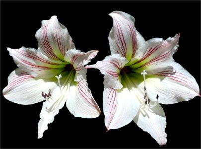 amaryllis -- Hippeastrum correiense photo
