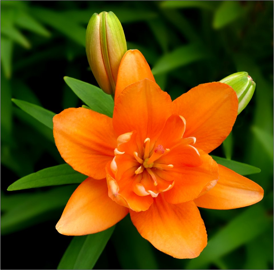 Lily -- Lilium 'Tiny Double You'