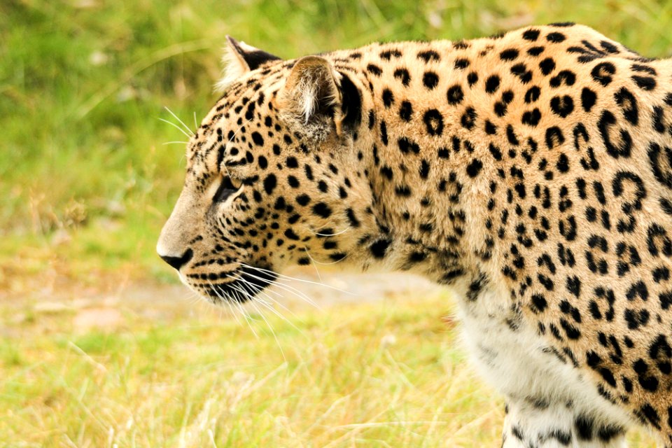 Persian Leopard at Orsa Björnpark