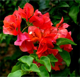 paperflower -- Bougainvillea glabra