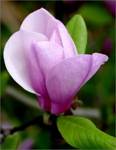 Japanese Magnolia -- Magnolia liliiflora