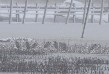 Herons in snow