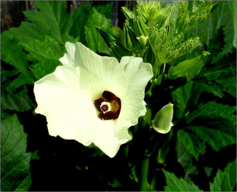 Okra -- Abelmoschus esculentus