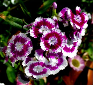 Sweet William -- Dianthus barbatus photo