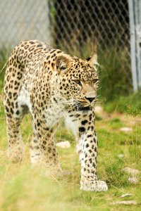 Persian Leopard at Orsa Björnpark