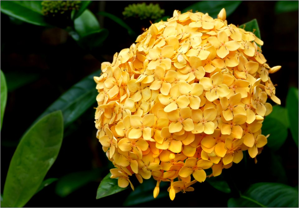 West Indian Jasmine -- Ixora