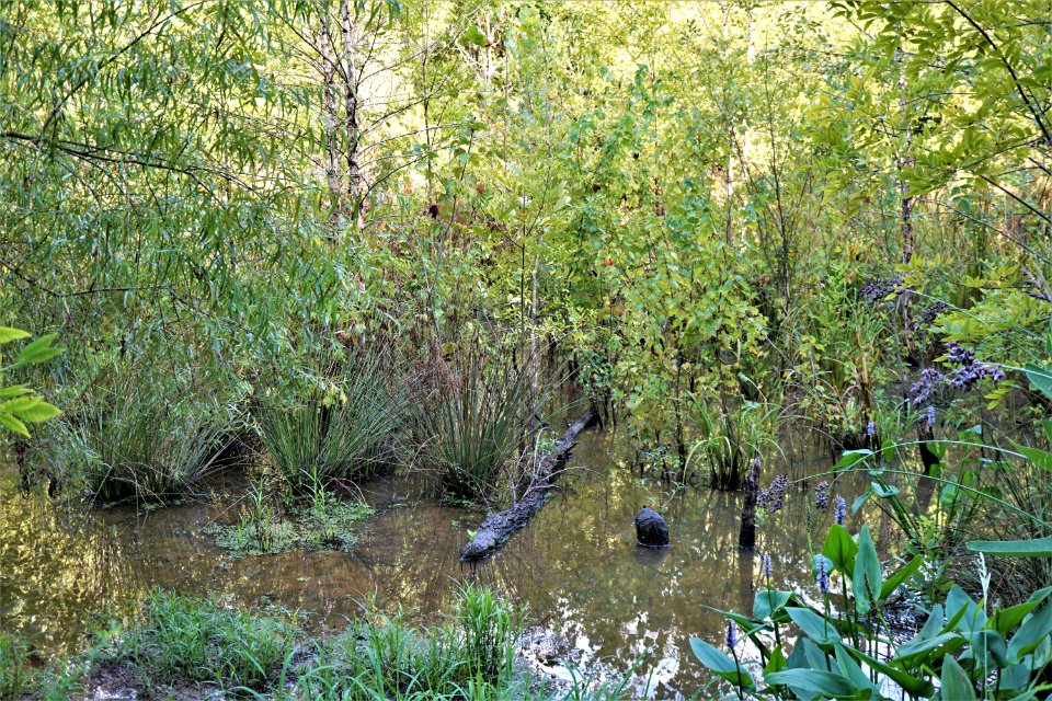scene from trail Sandy Creek Park KG (2)