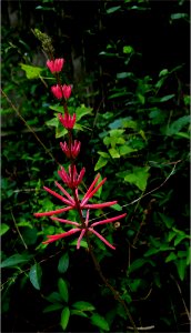 Coralbean or Cherokee bean or Red cardinal -- Erythrina herbacea