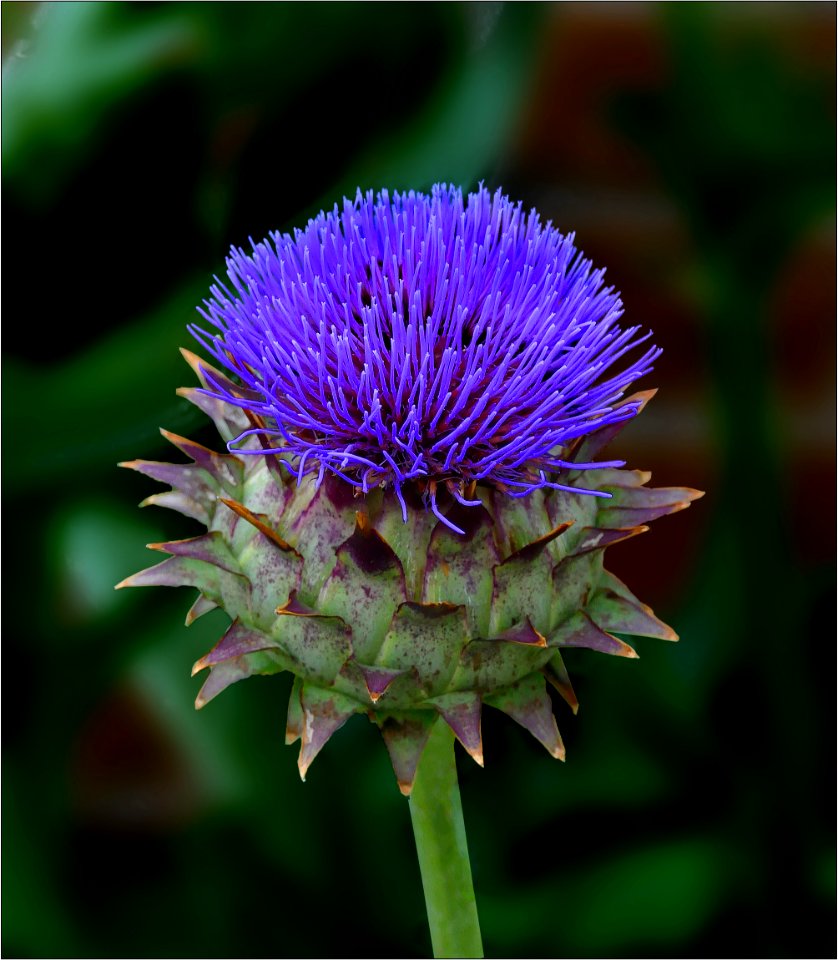 Cardoon -- Cynara cardunculus