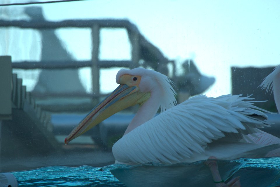 モモイロペリカン White Pelican