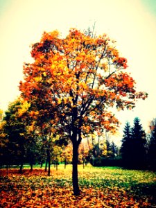 Moscow park autumn colors