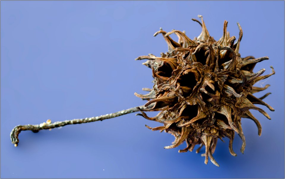 American sweetgum tree balls (spiny seed pods) -- Liquidambar styraciflua