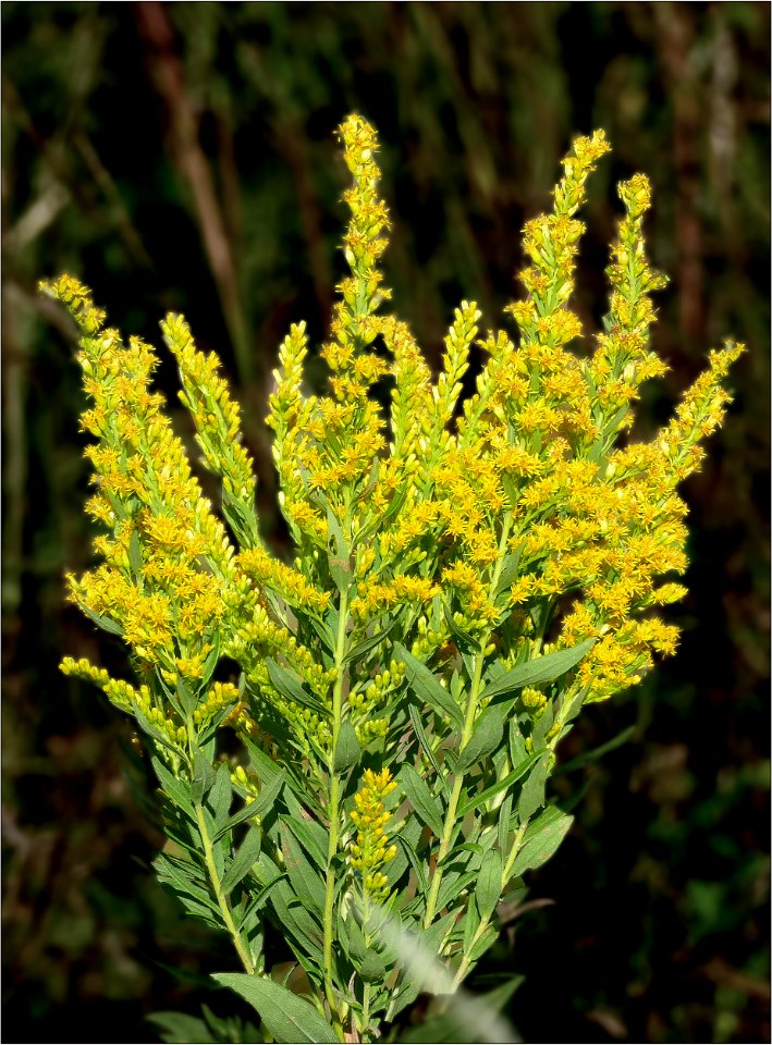 Goldenrod -- Solidago