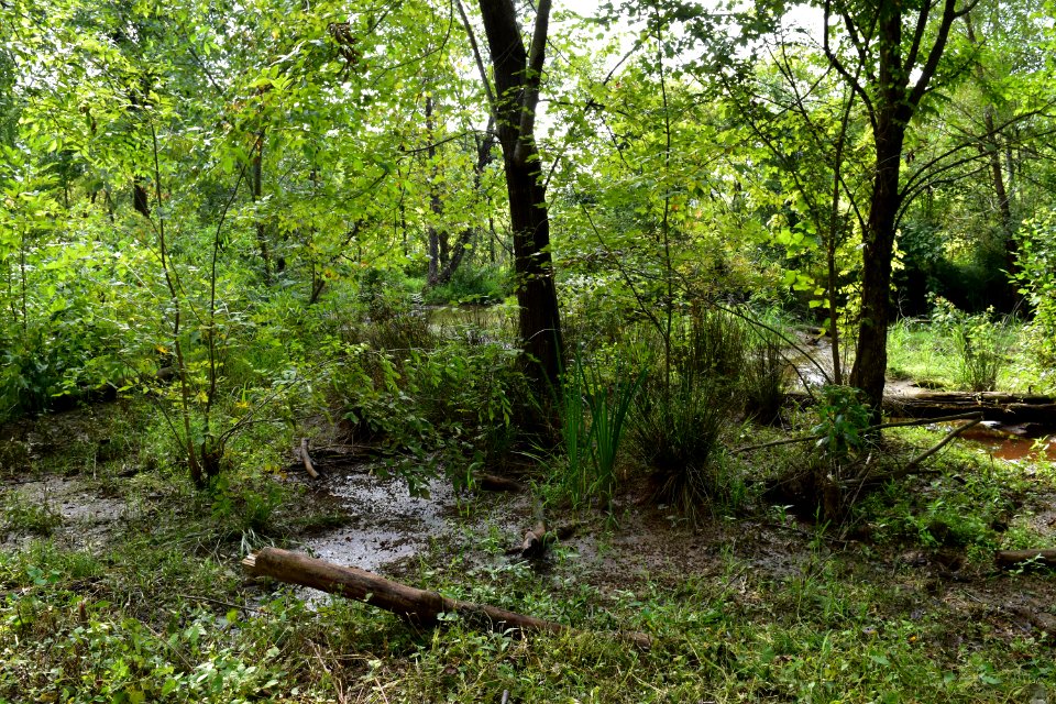 scene mcalpine creek park ncwetlands amm (29)