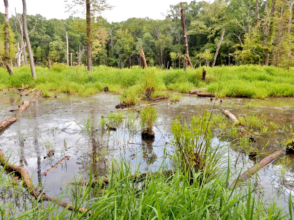 scene beaver pond mcdowell np ncwetlands KG (1)