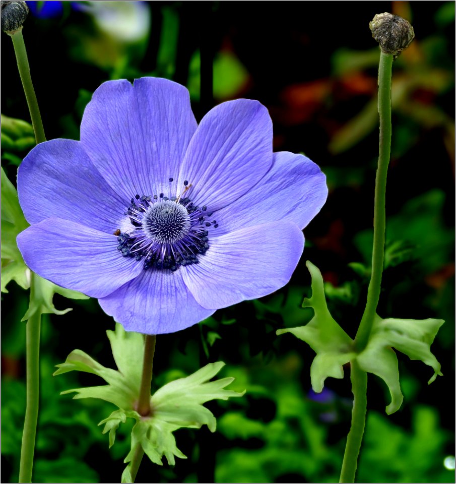 Anemone coronaria blue