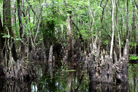 plant cypress knees Black River Nature Preserve ncwetlands AM (8)