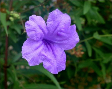 Wild Petunia -- Ruellia Simplex