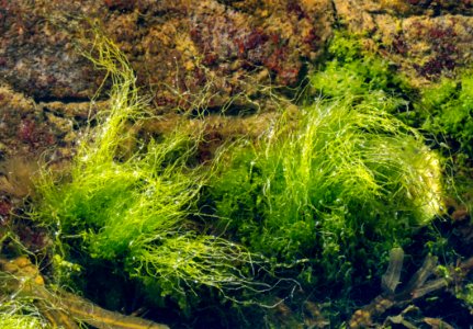 Tufts of gutweed in Gullmarsfjorden at Sämstad 1