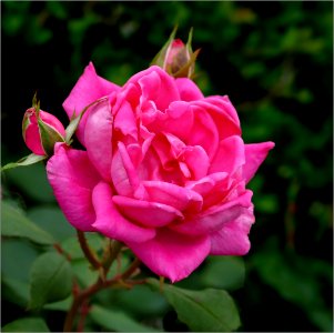 Red-pink rose -- rosa photo
