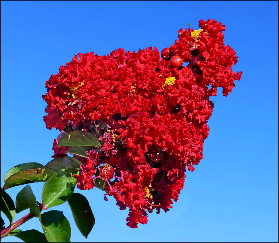 Red Crepe Myrtle -- Lagerstroemia indica 'Red Rocket'