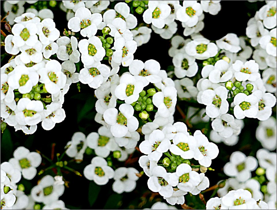 Sweet Alison -- Lobularia maritima