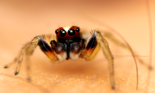 Salticidae