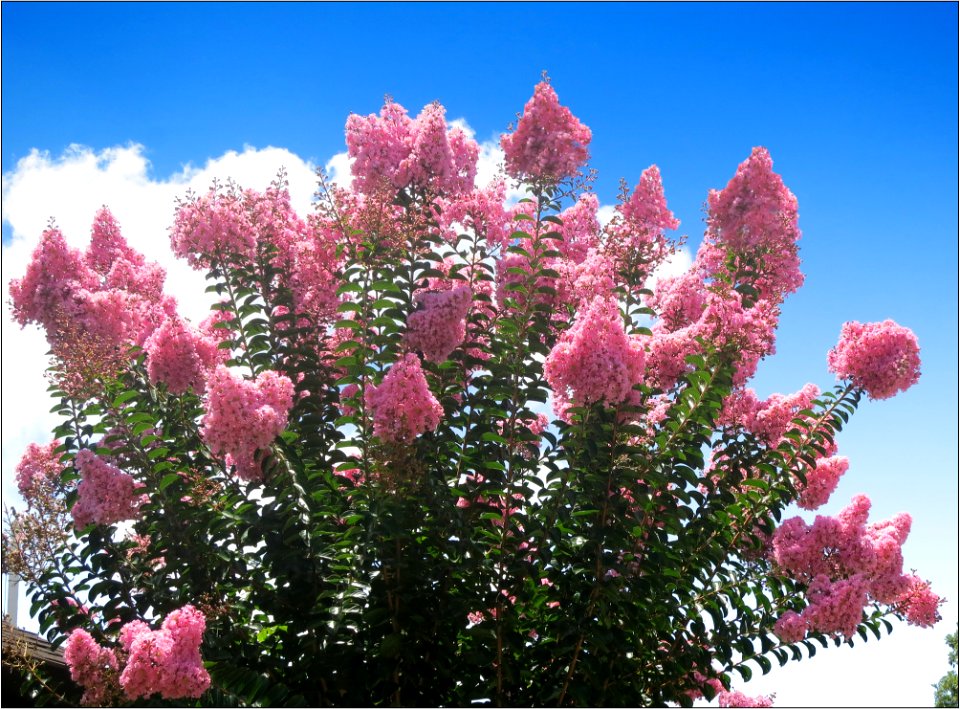 Red Crepe Myrtle -- Lagerstroemia