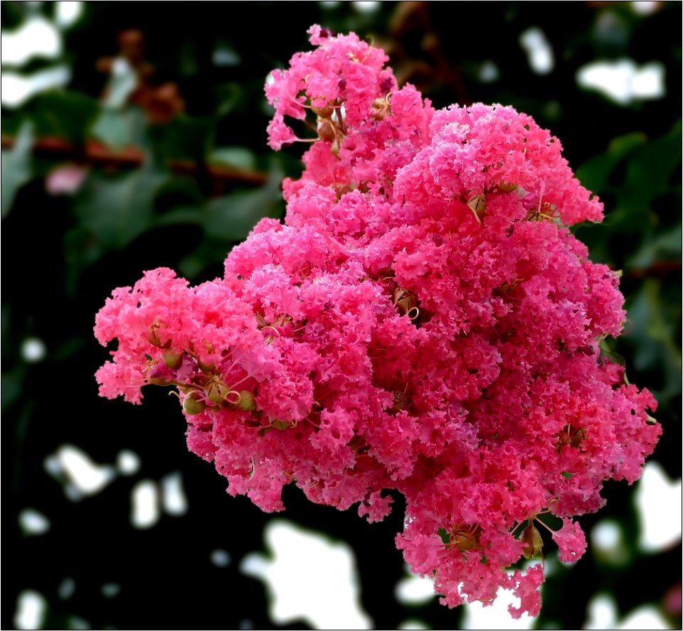pink crape myrtle -- Lagerstroemia