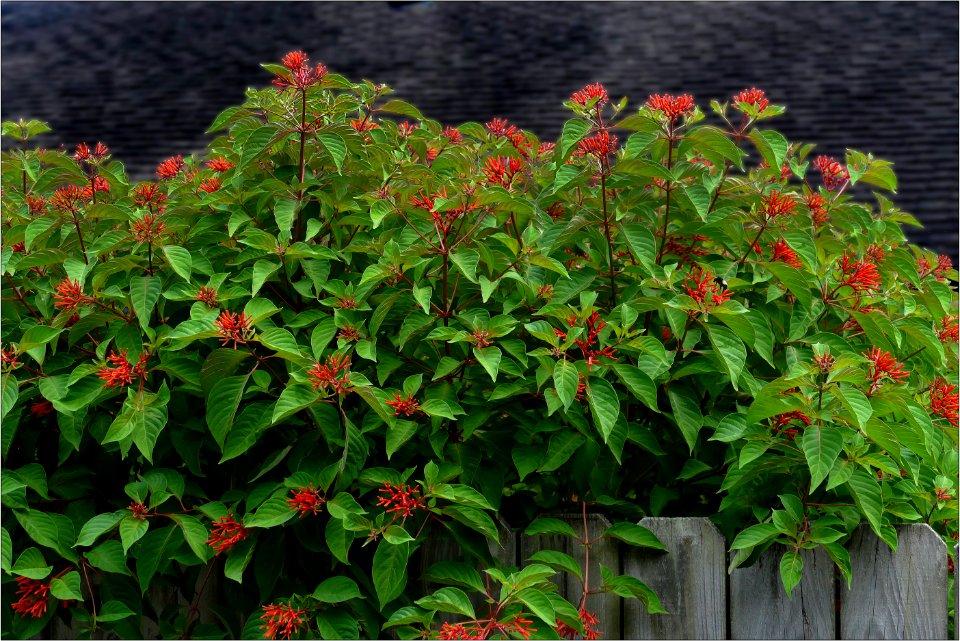 irebush -- Hamelia patens 2