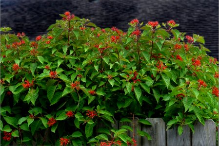 irebush -- Hamelia patens 2