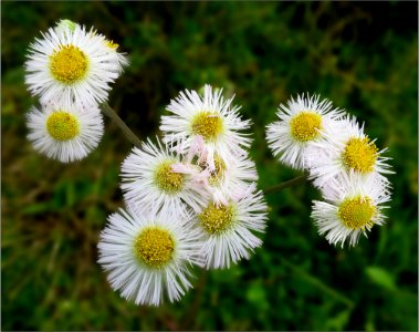 daisy fleabane -- Erigeron annuus