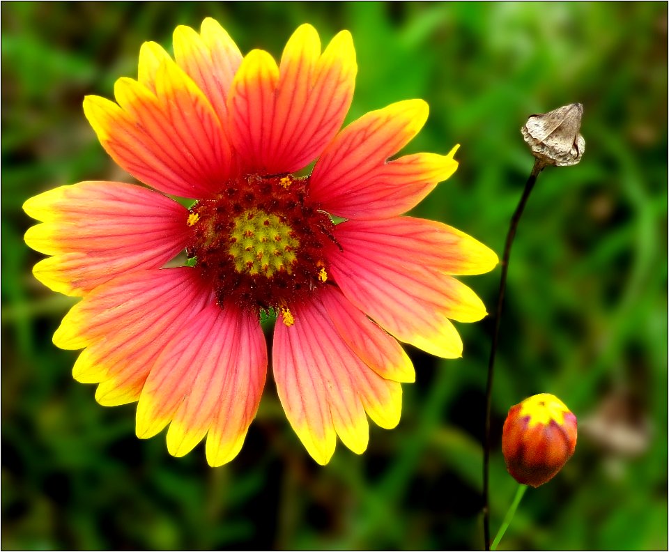 Indian blanket or Firewheel  -- Gaillardia pulchella