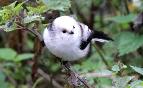 long-tailed tit, Aegithalos caudatus