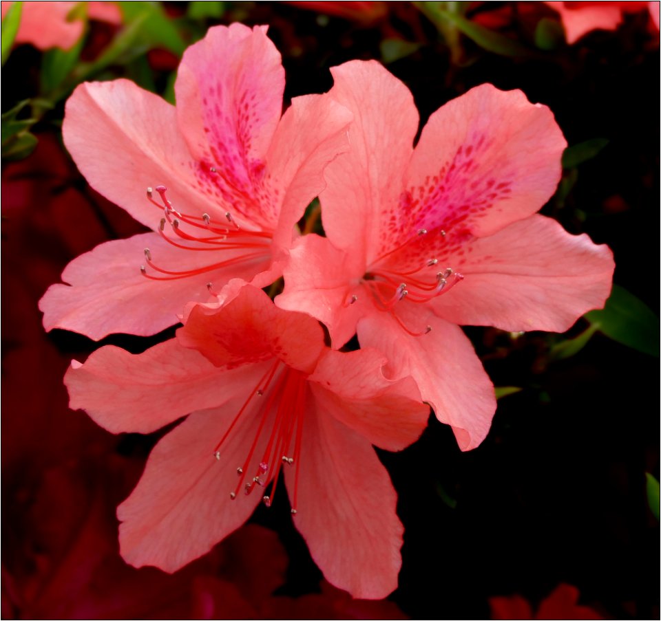 Azalea -- Rhododendron coral