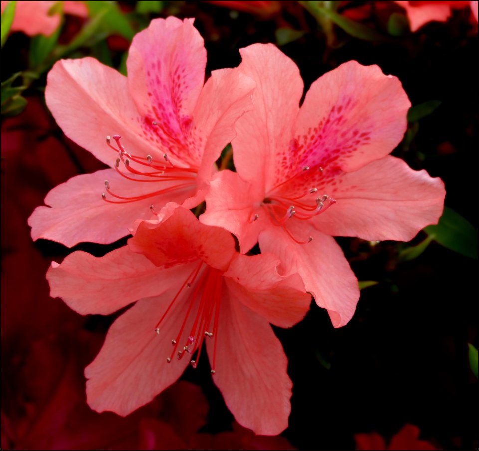 Azalea -- Rhododendron coral photo