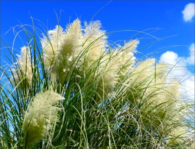 Pampas Grass inflorescences -- Cortaderia selloana