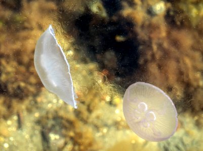 Moon jellyfishes disturbing the top water layer of Gullmarn fjord 1 photo