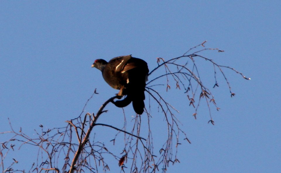A black grouse eating on a birch tree