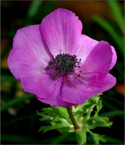 Anemone coronaria lavender