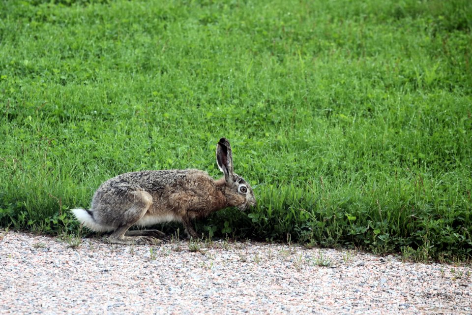 Wet brown hare and lots of grass