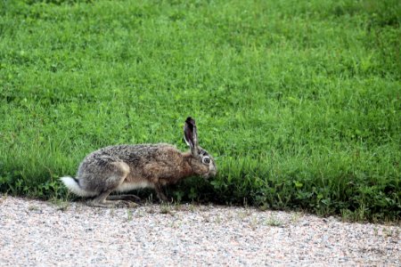 Wet brown hare and lots of grass