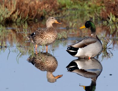 A pair of mallards