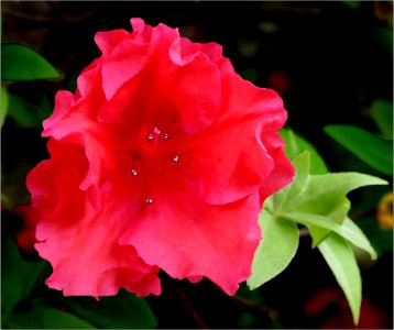 Azalea -- Rhododendron red double