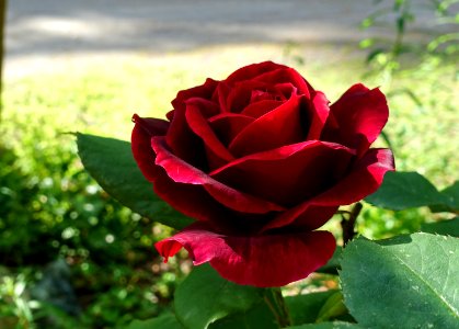 red rose 2