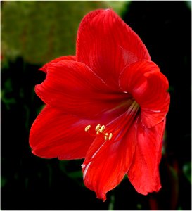 Amaryllis -- Hippeastrum correiense photo