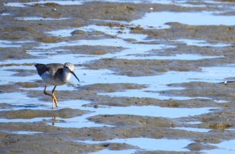 A greater yellowlegs on the hunt for food along the shoreline photo