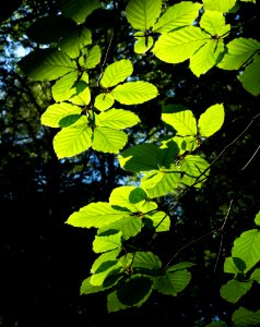 Sunlight on beech leaves in Gullmarsskogen ravine 5 photo