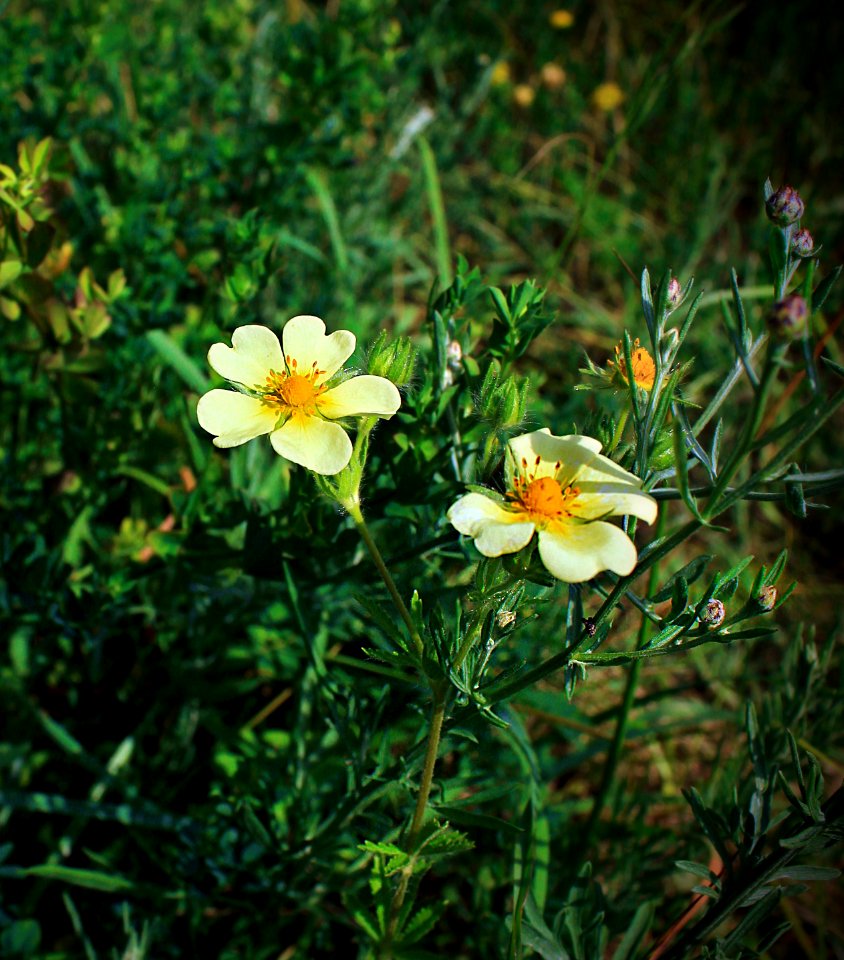 State Game Land 312 (Klondike Ponds Tract) (26)