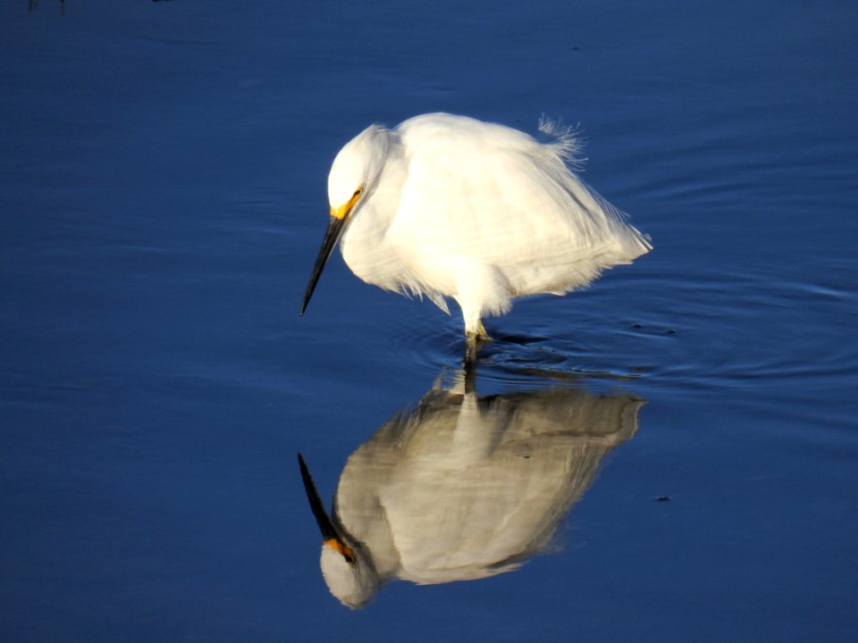A reflective snowy egret